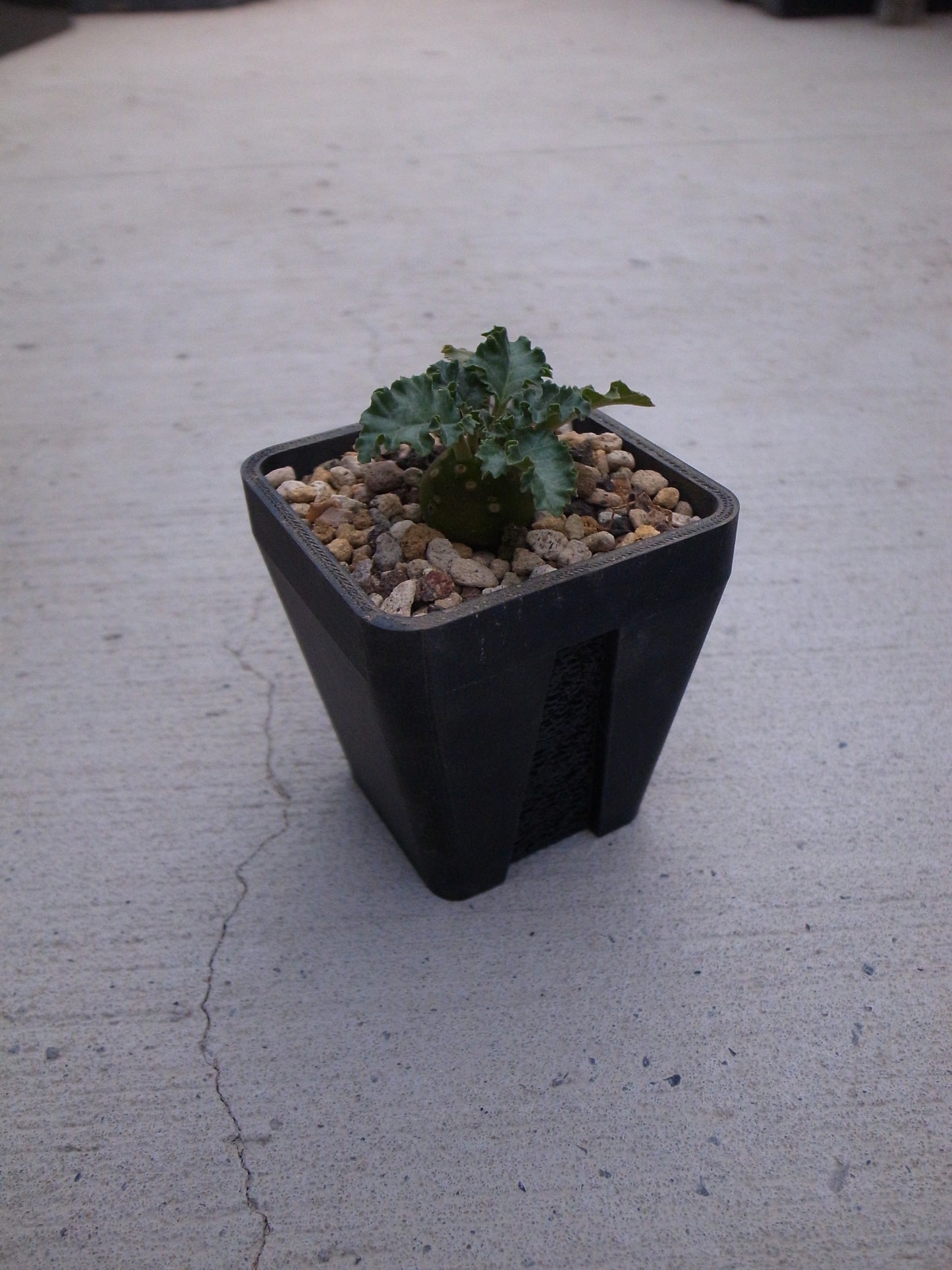 "Recycled 3D Printed small Pots || Gyroid Drainage System advantage"